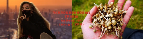 СК Зерноград